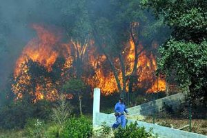 Incendios forestales, mejor prevenir…
