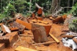 Ricardo Natalichio : «Deforestación y Cambio Climático»