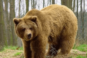 Denuncian un acto de de ultraderecha bajo una supuesta protección del oso