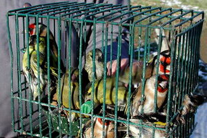 Pájaros Enjaulados: crimen, cobardía y negocio
