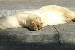 Un oso polar en Buenos Aires. La estupidez humana resulta letal