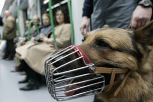 Los perros del Metro: Esclavos de cuatro patas