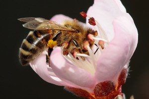 Los científicos descubren lo que está matando a las abejas, y es peor de lo que se pensab
