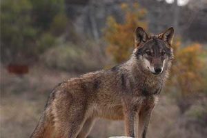 Lobo ibérico: por un censo fiable para la conservación de la especie