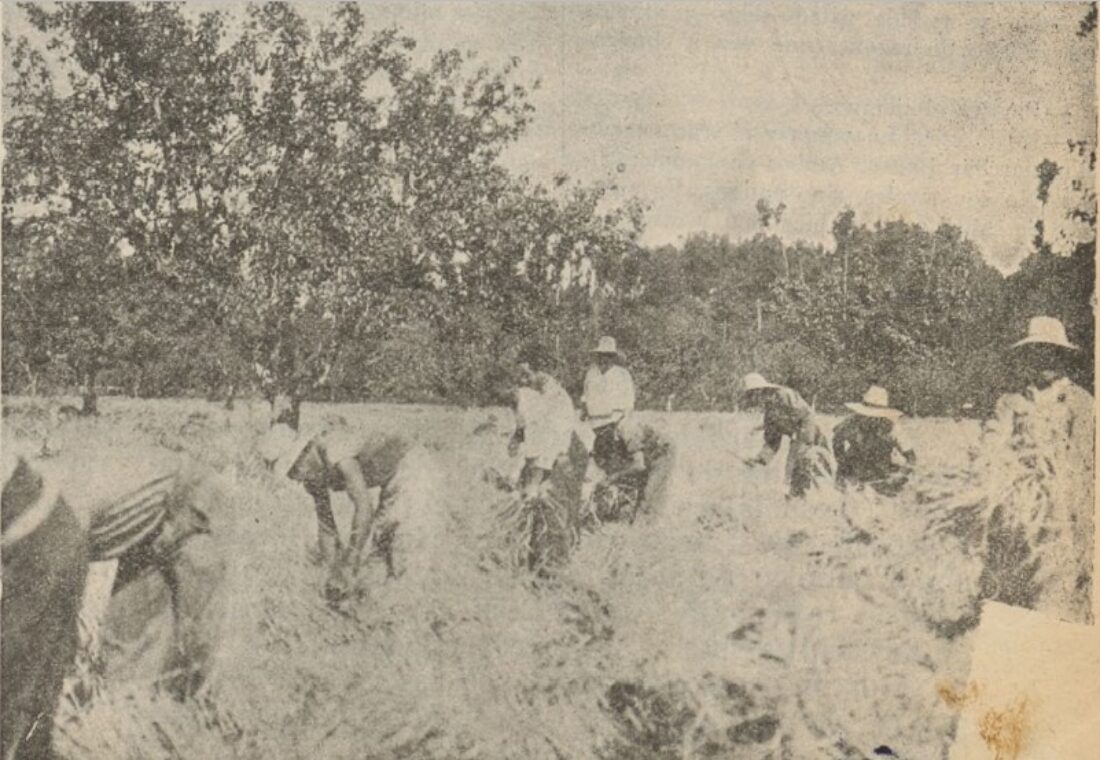 Un modelo de colectividad (Miralcampo): Los ángeles gandules trabajan